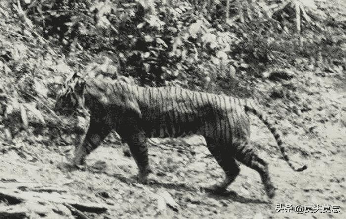 变态纳粹,纳粹德国屠杀犹太女人