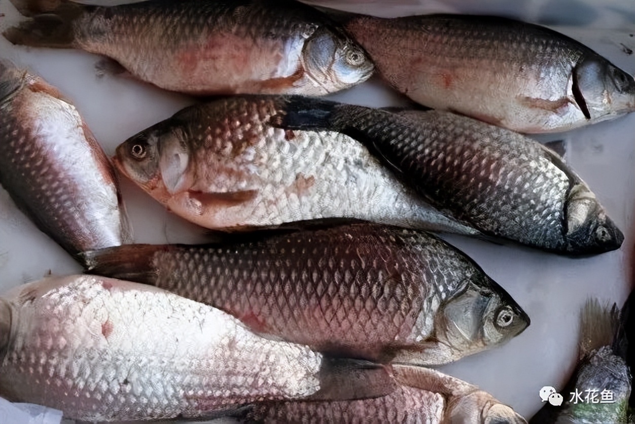 细菌性败血症鱼怎么治,淡水鱼败血症治疗