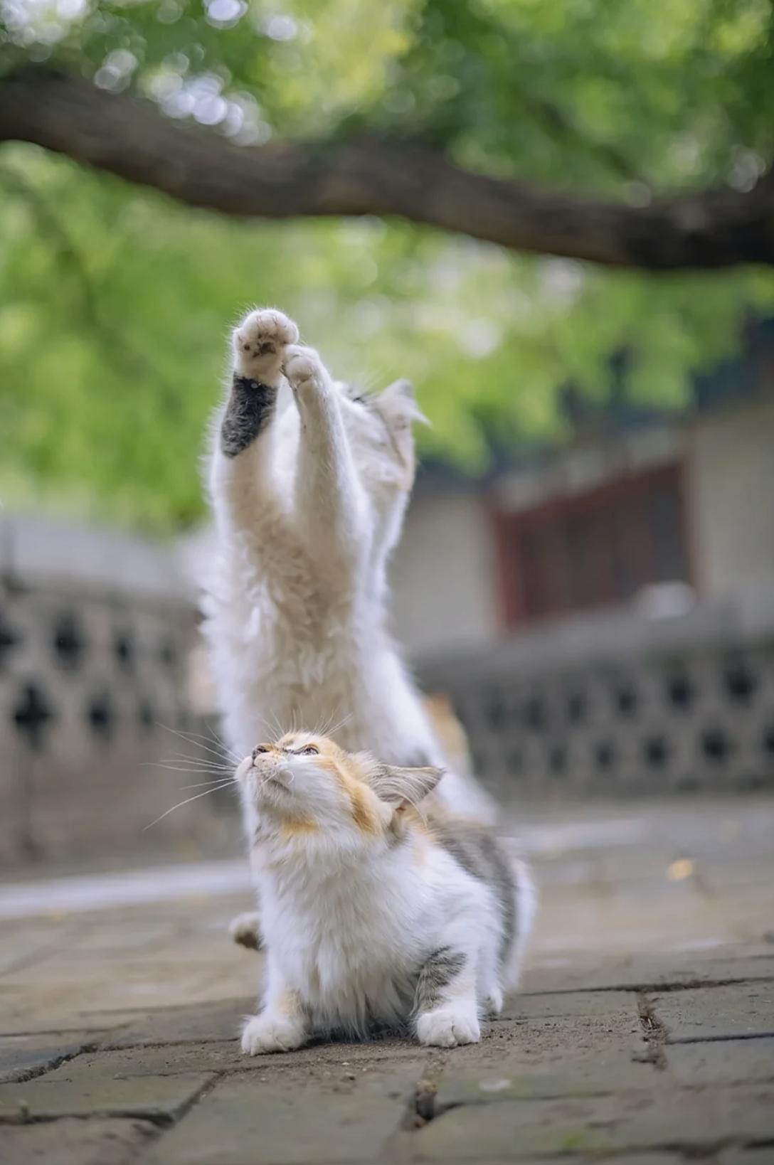 治愈系壁纸｜132张可爱小猫咪的样子