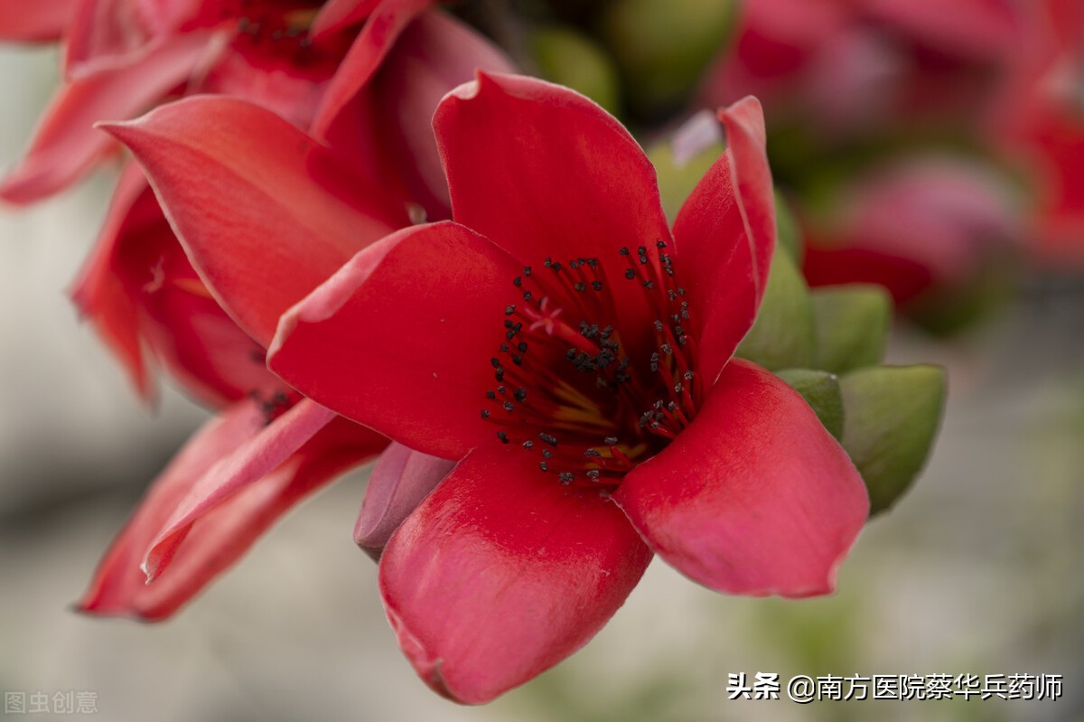 木棉花可以治痔疮,木棉花树皮可以治痔疮吗