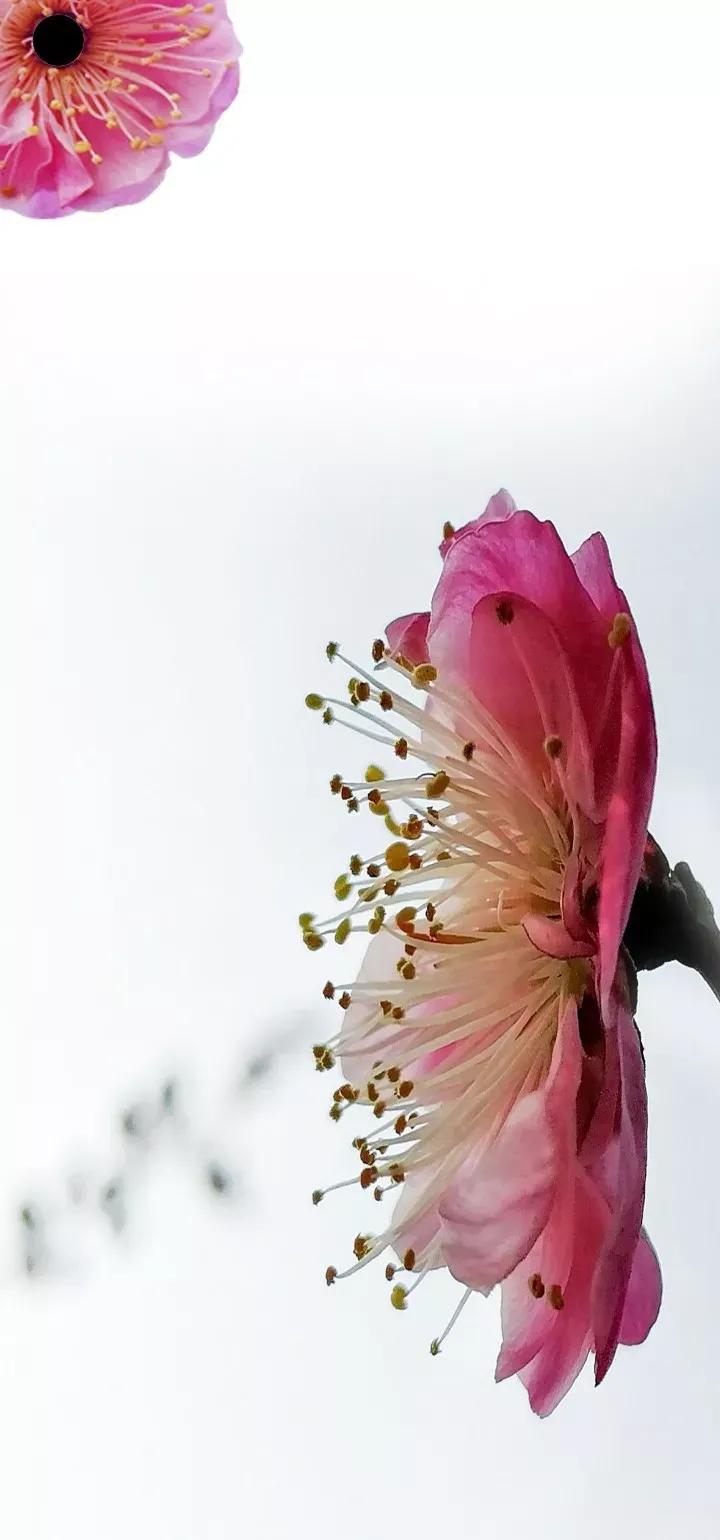 原图壁纸：Andriod手机挖孔壁纸,第一期