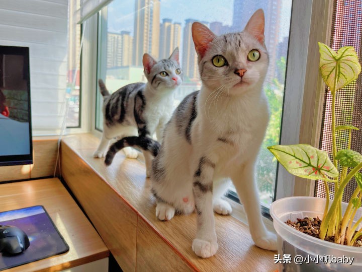 新手养猫铲屎官攻略,新手养猫驱虫知识