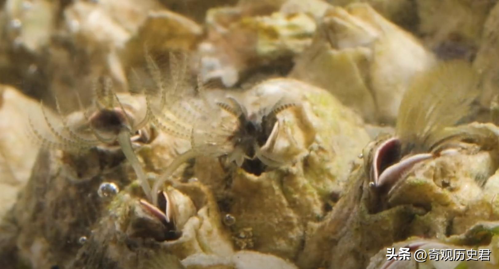 雄性动物进化器官,雄性生物生殖进化