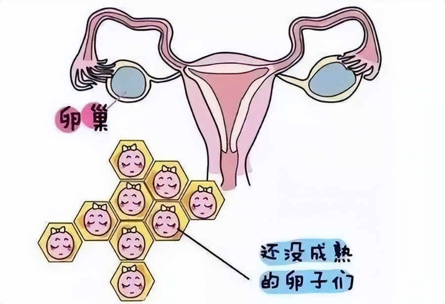 监测排卵，帮你抓住好“孕”~