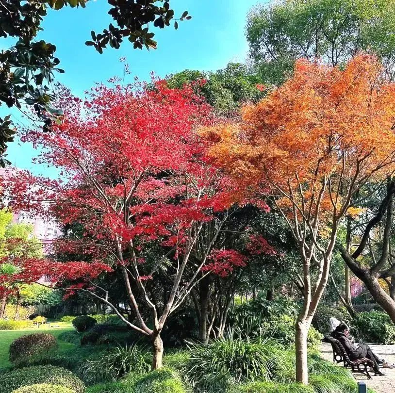 枫红、杏黄，色彩“撞”得明媚，徐汇的初冬抬头是画，低头为诗