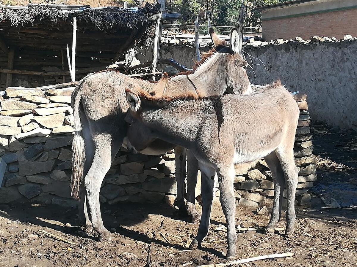 母驴与邻居家公驴配种，之后却意外死亡，农户气不过将其告上法庭