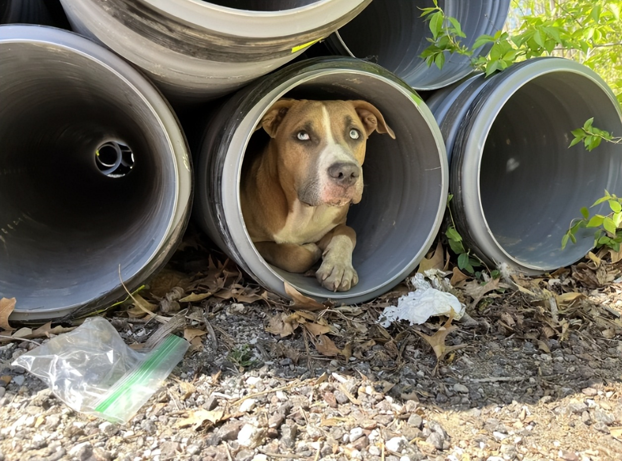 狗妈救狗崽后续,狗妈护自己的孩子被救助