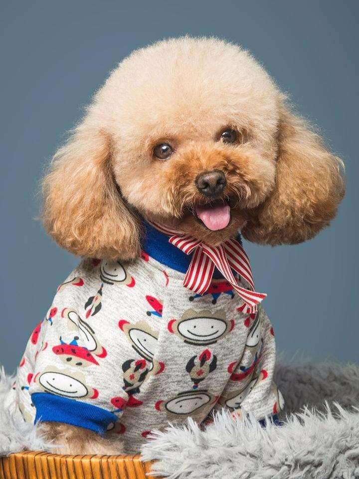 泰迪不爱吃狗粮怎么办,泰迪不爱吃饭有什么方法