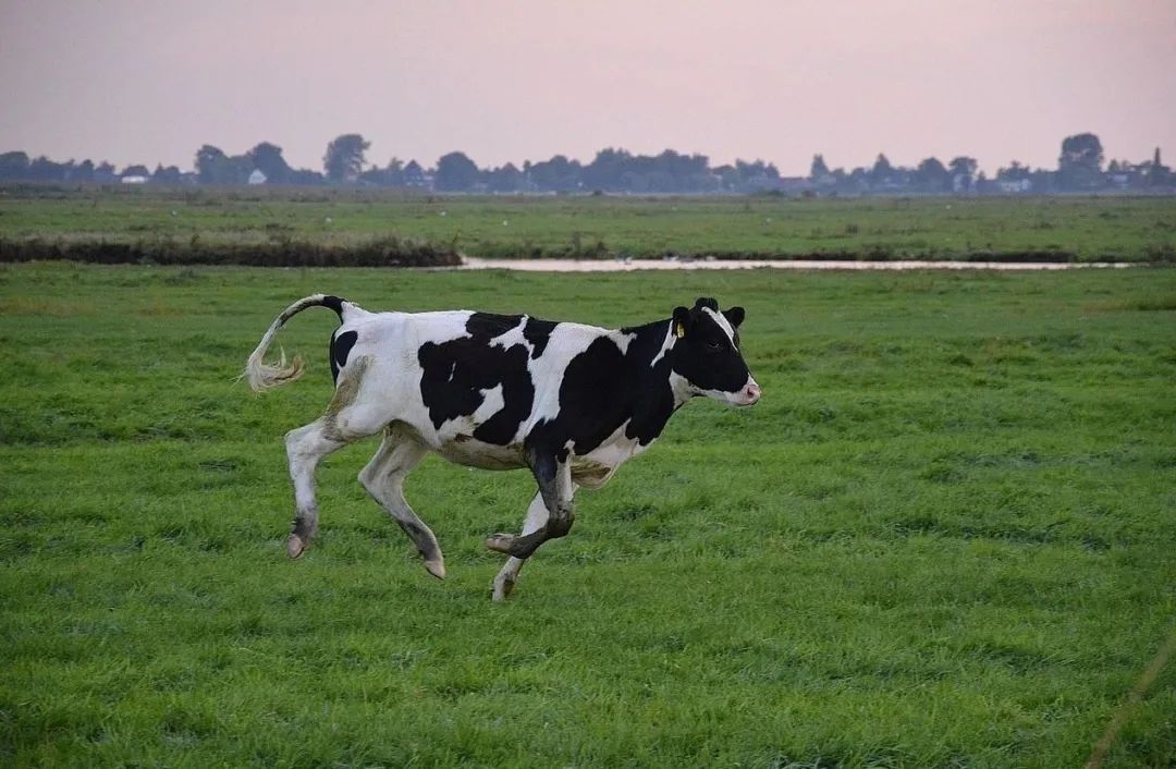 一向“中规中矩”的低温鲜奶,正在内卷中求变!