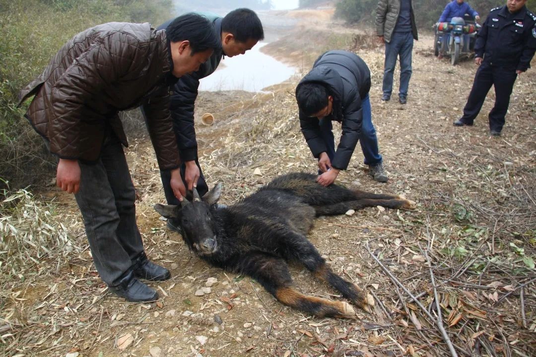 湖北的神兽九头鸟,湖北出现多只神兽天马