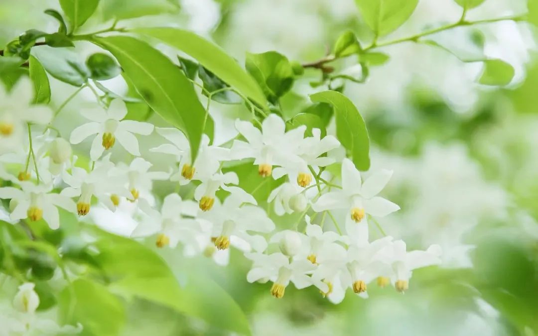 家乡的风俗包饺子600字六年级作文,家乡风俗作文六年级700个字下册