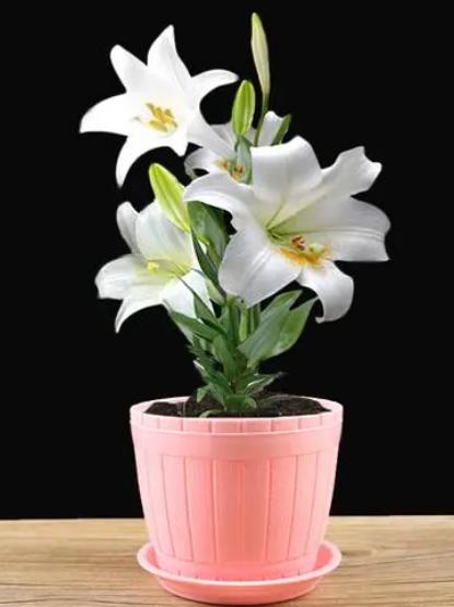 香水百合盆栽一年四季怎么养殖,香水百合盆栽好养吗
