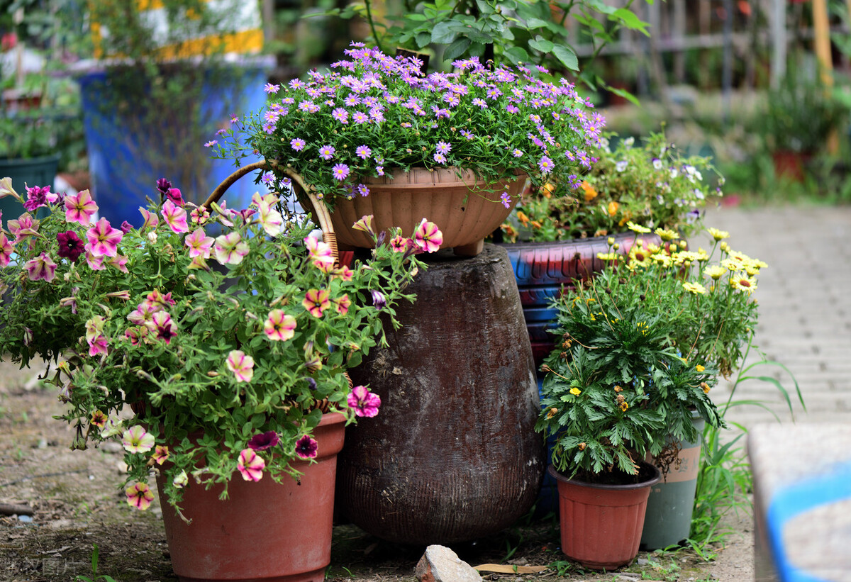 刚买回来的植物怎么缓苗,植物移栽快速缓苗的方法