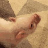 2020年新生宝宝爆款名字公布,广州2021新生儿爆款名字