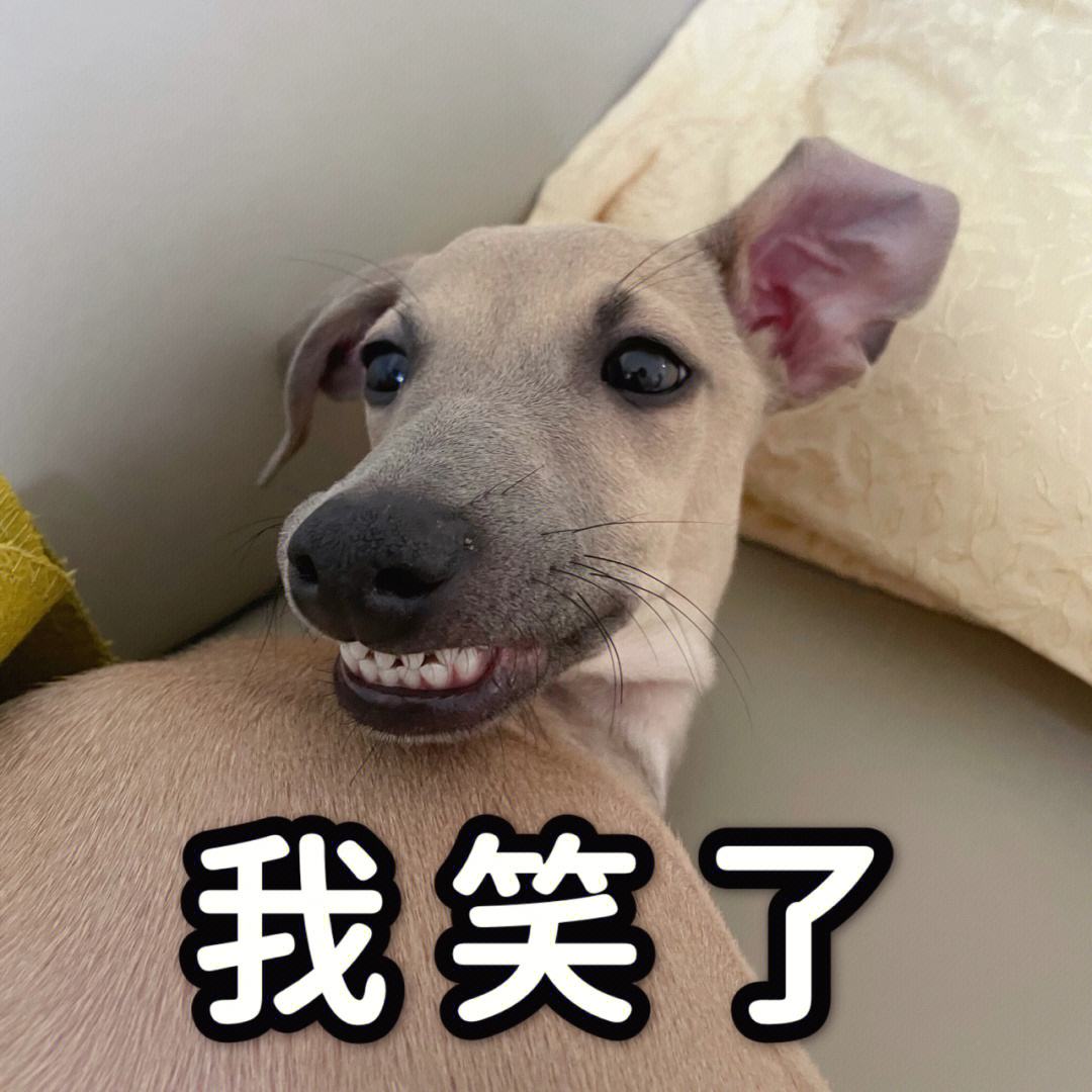 怎么判断土狗是不是星期狗,怎么选狗避免星期狗