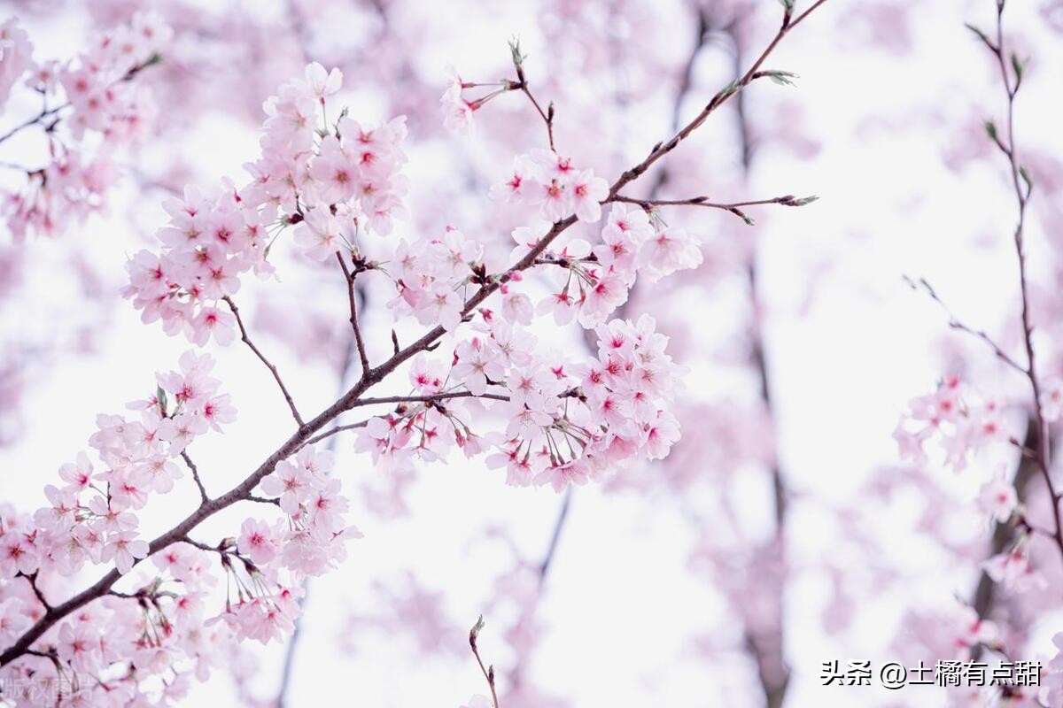 每日情话Day79：若失去你，请用记忆埋葬我