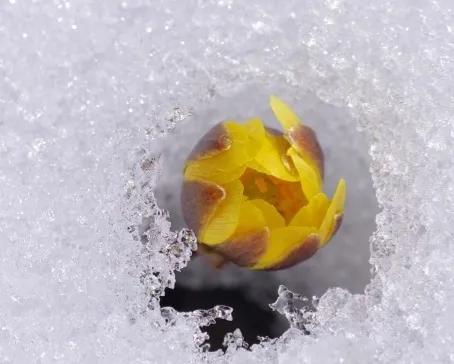 冰凌花享有林海雪莲之美称,牡丹江林海雪莲冰凌花悄然盛放