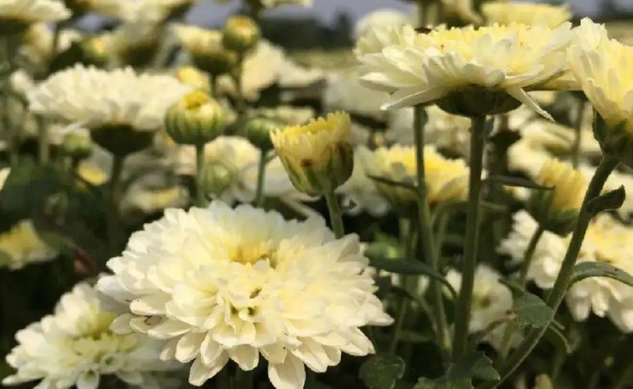 菊花茶金银花茶荷叶茶哪个好喝,清新爽口胖大海菊花茶好喝又健康