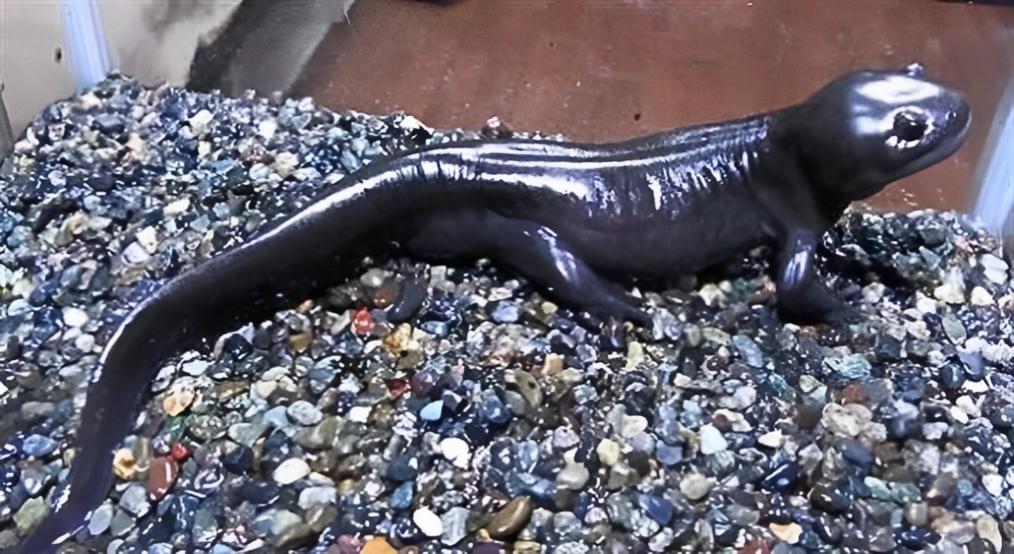 把自己玩成濒危的物种,把自己玩成了濒危动物