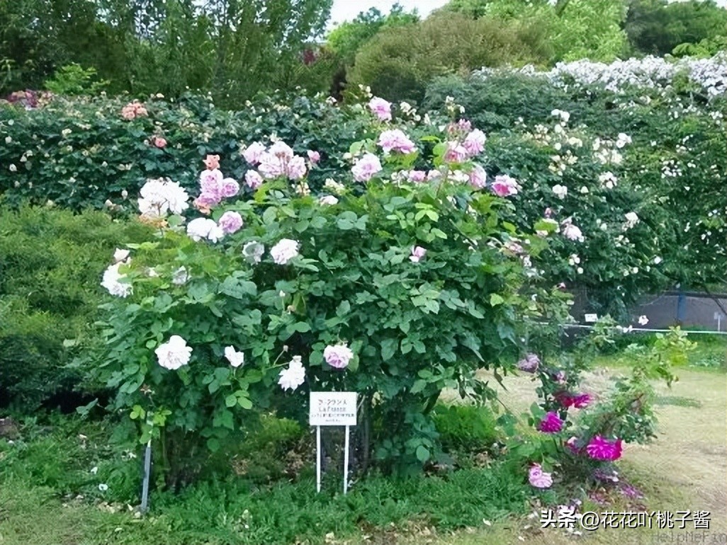 浓香型多季开花的月季,法国橙色浪漫月季