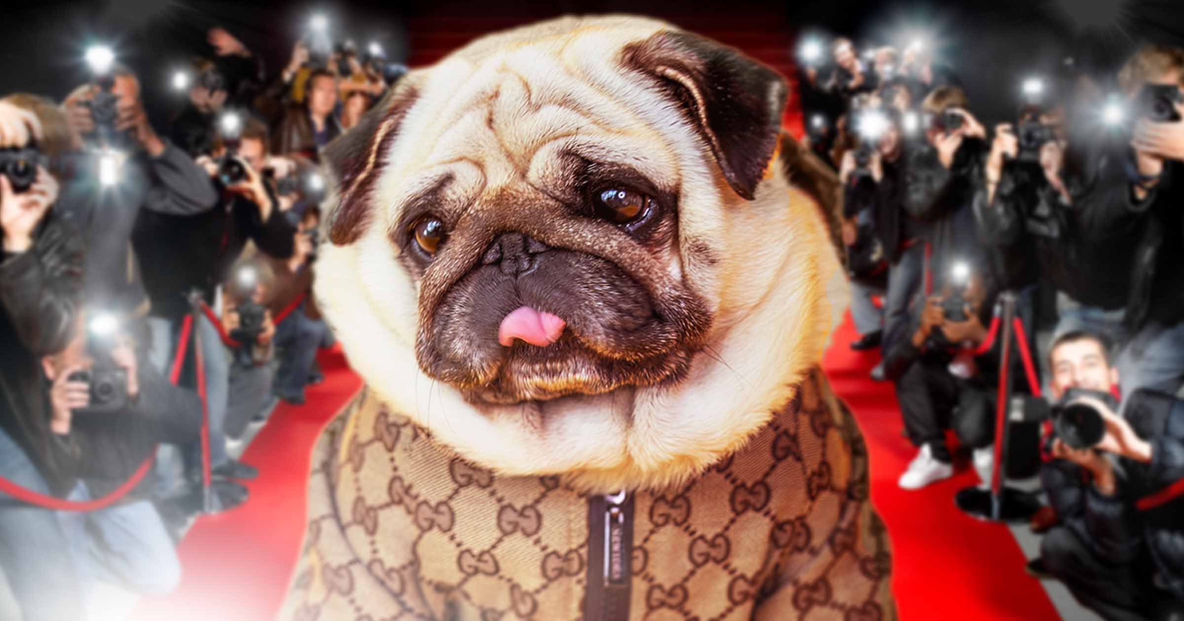 英国最厉害的狗是什么,英国十大最有名犬