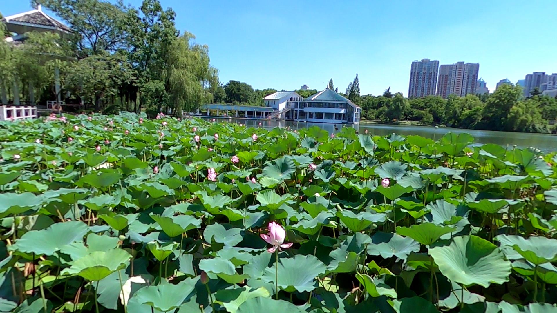 合肥的杏花公园的位置,有一棵杏花树的公园合肥