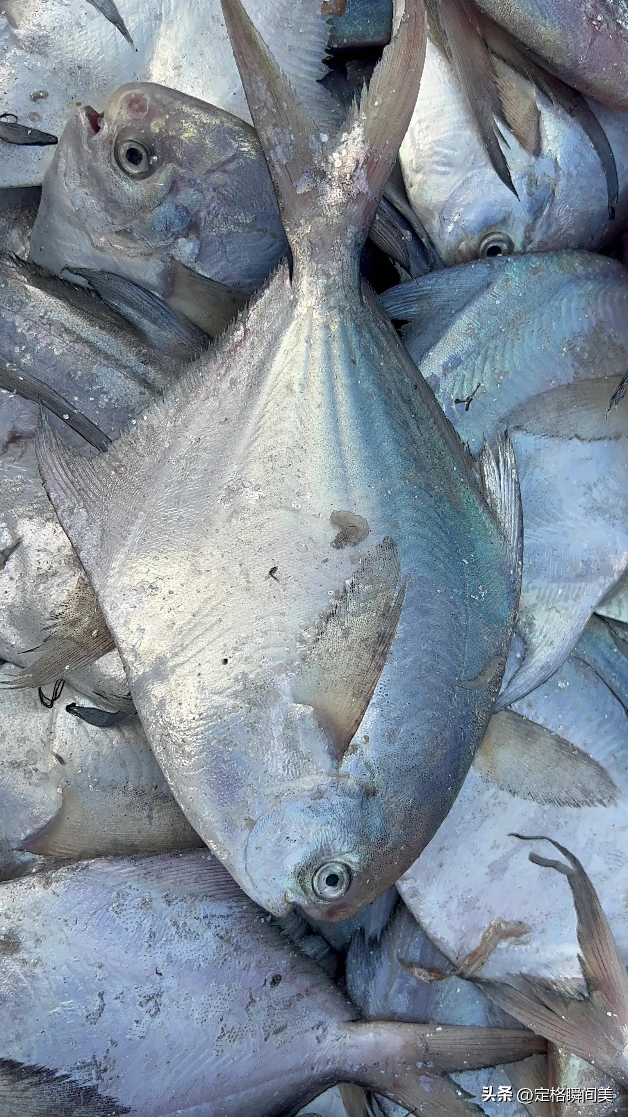 梭子蟹多少钱一斤黄岛,抢购梭子蟹30元一斤