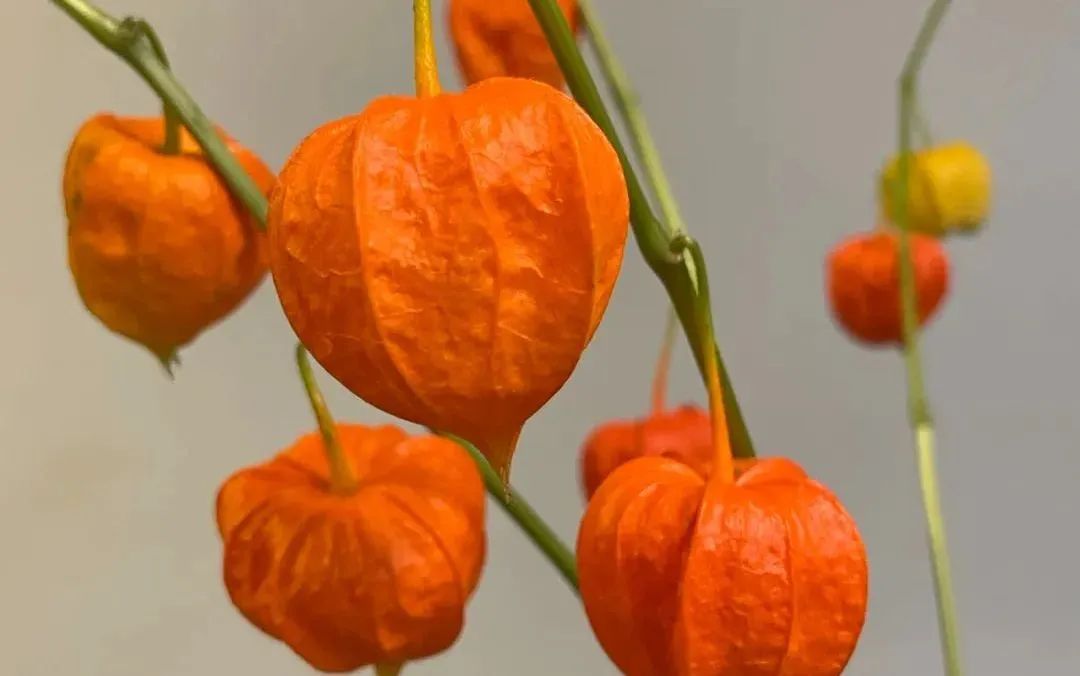 鲜花在水里能养几天会死,新加坡盆栽花卉怎么养