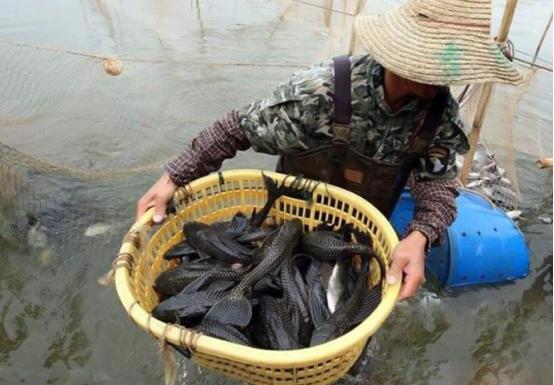 珍珠鳖在美国泛滥了吗,美国珍珠鳖对生态危害