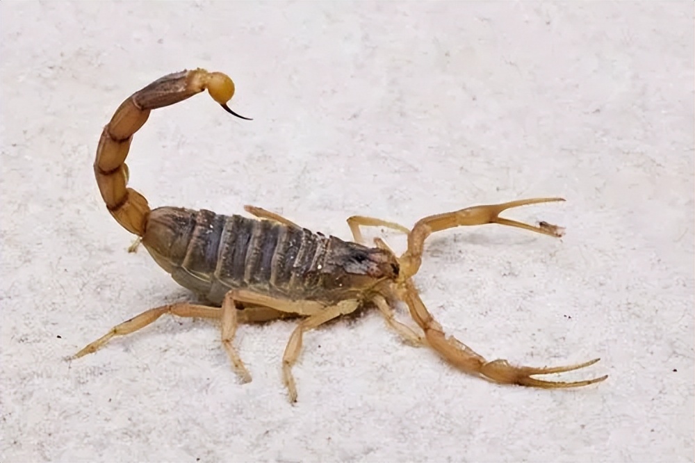 壁虎不是益虫吗为什么是五毒之一,壁虎既然是益虫为什么还是五毒