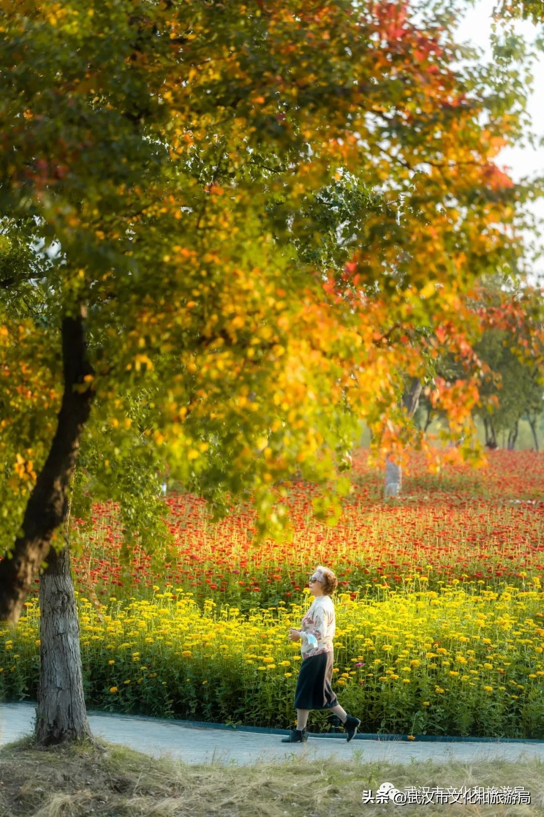 汉口江滩即将迎来百亩花田花海,汉口江滩紫色花海