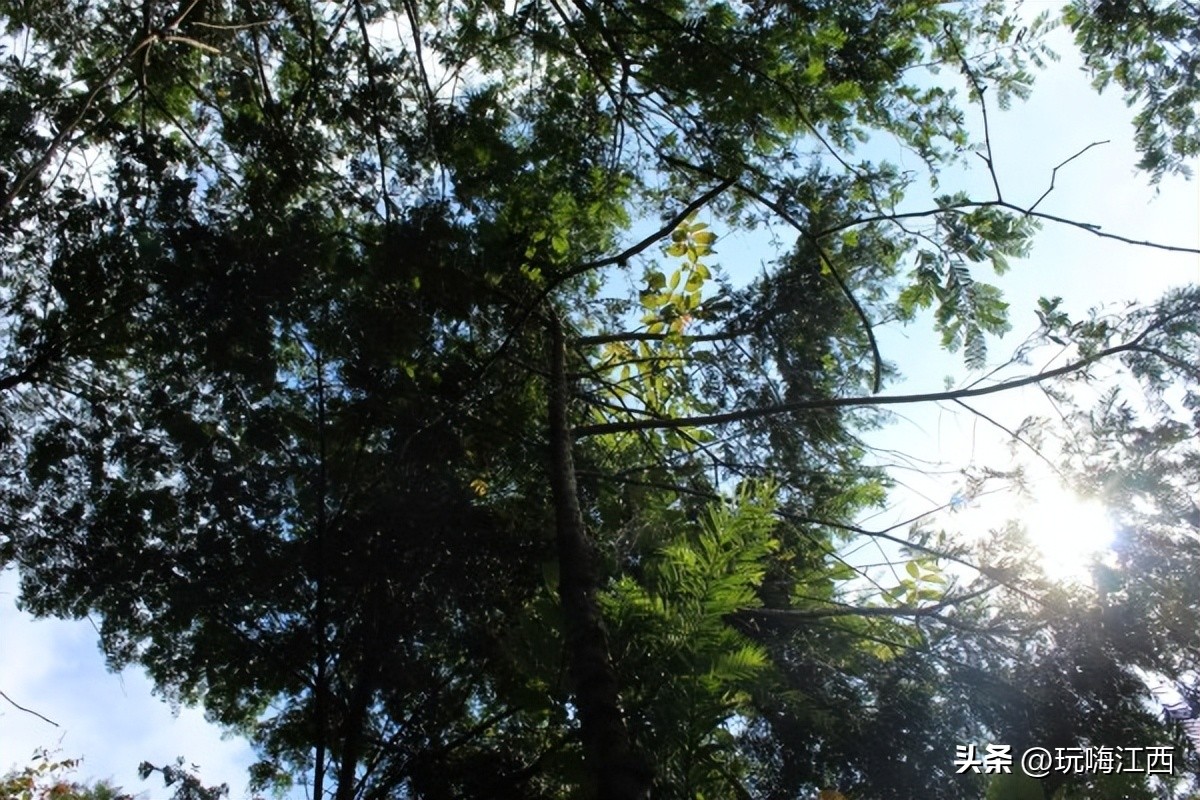 吉安安福红豆杉附生铁皮石斛为例多糖的讨论