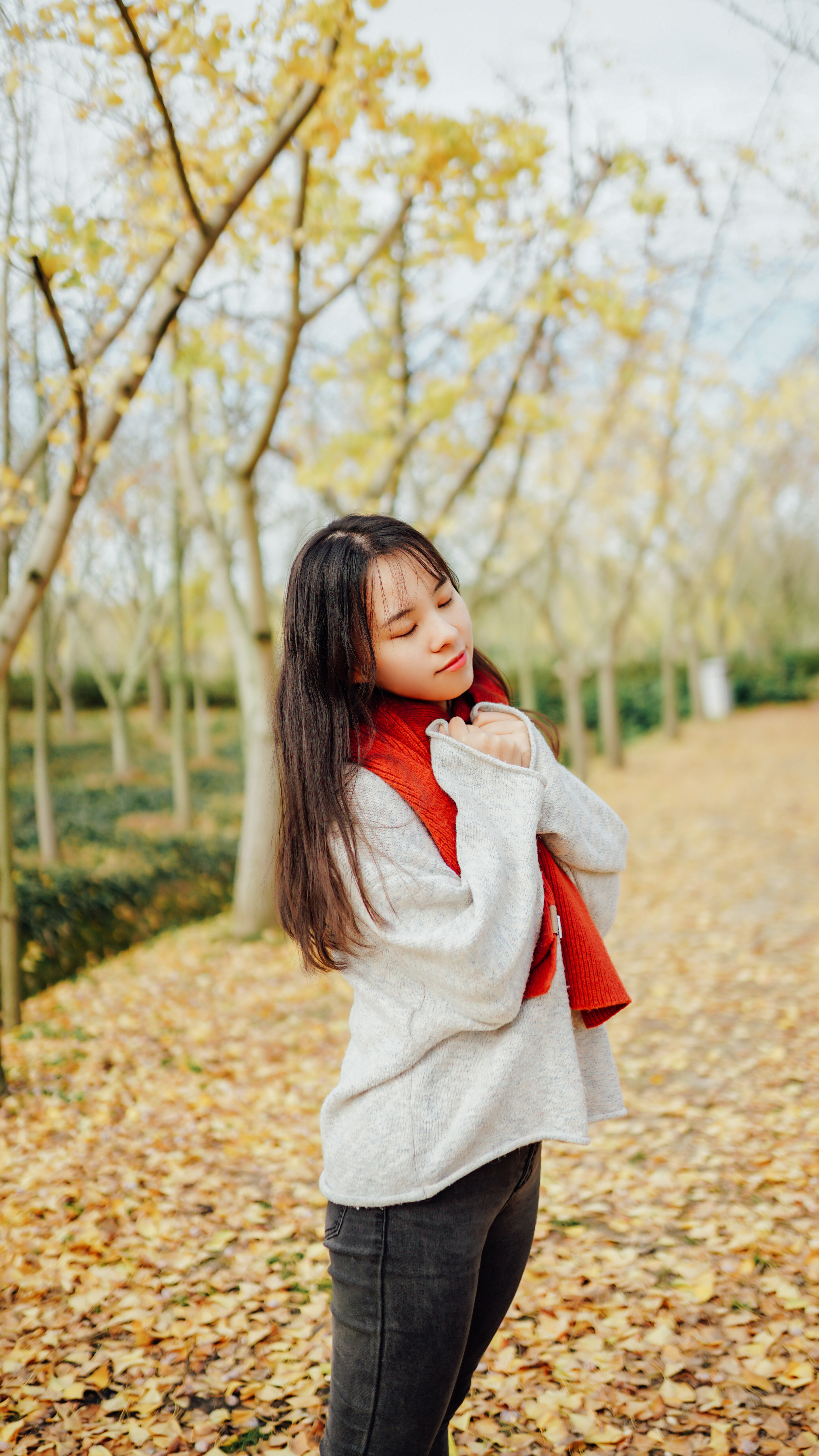 摄影苏州银杏树,苏州银杏拍照人像