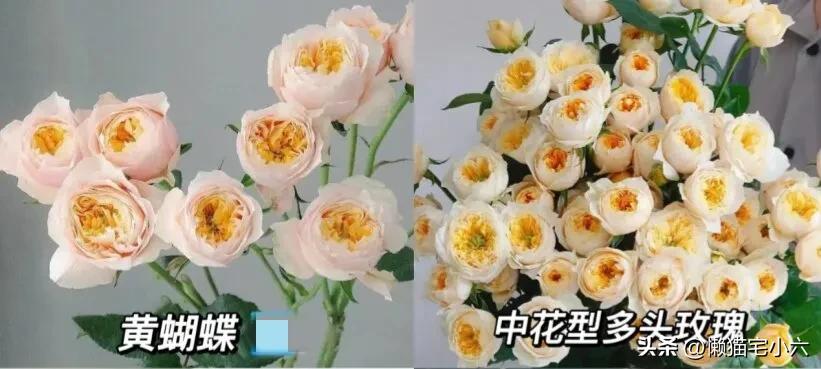 玫瑰花送你最浪漫,姑娘送一个玫瑰花给你