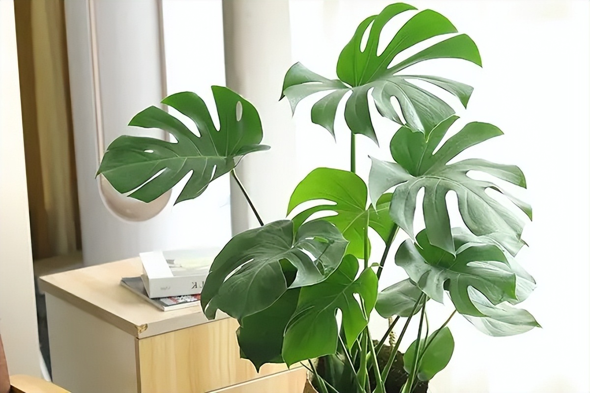 最适合放卧室的十种花四季常开,室内阳台最好养的10种花