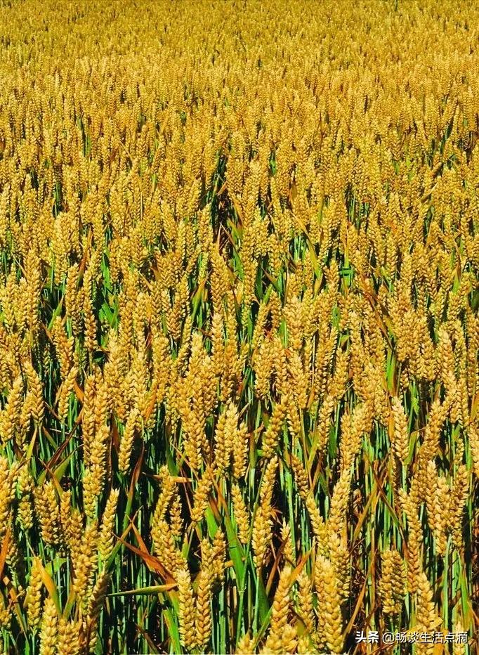 正月打雷下大雪的预兆,农历十一下大雪打雷是什么预兆