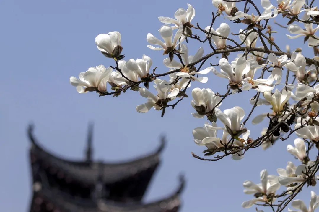 春天来了，“痴花”的您，来彩云之南做个“花吃”吧