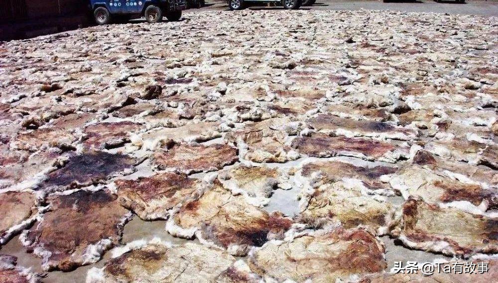 索南达杰可可西里无人区真实视频,索南达杰最后一次进入的可可西里