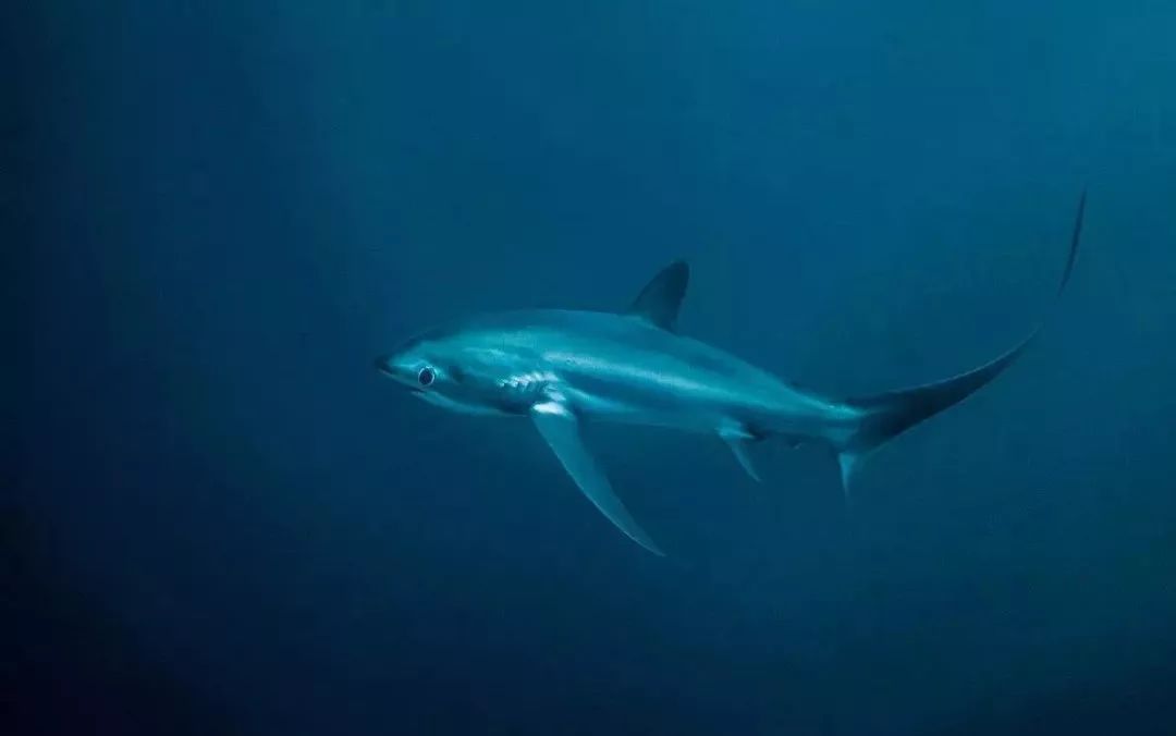 想抗老吃什么好,想抗老又想美白用什么面霜