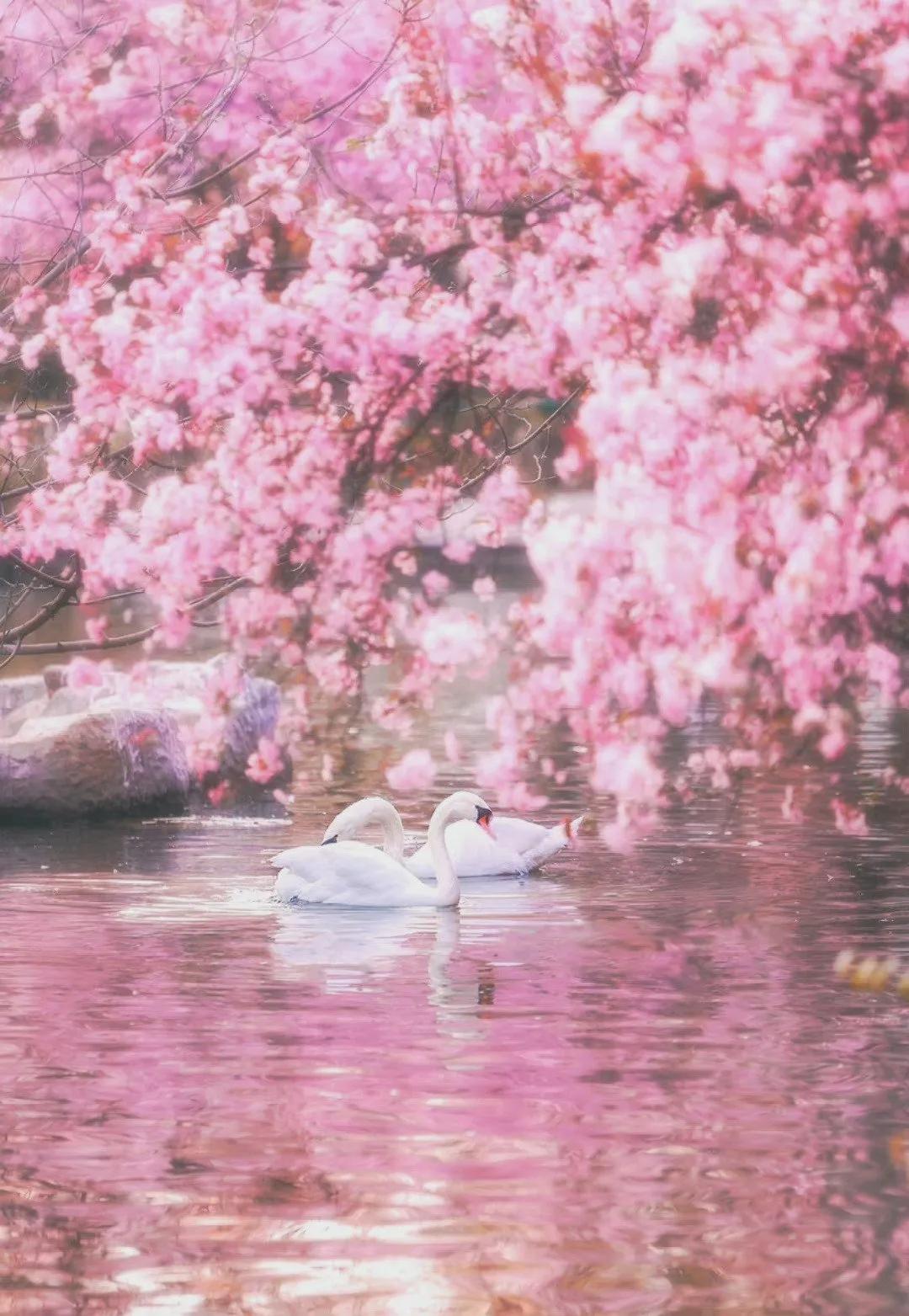 关于春水的诗句古诗大全,桃花春水梨园秋月