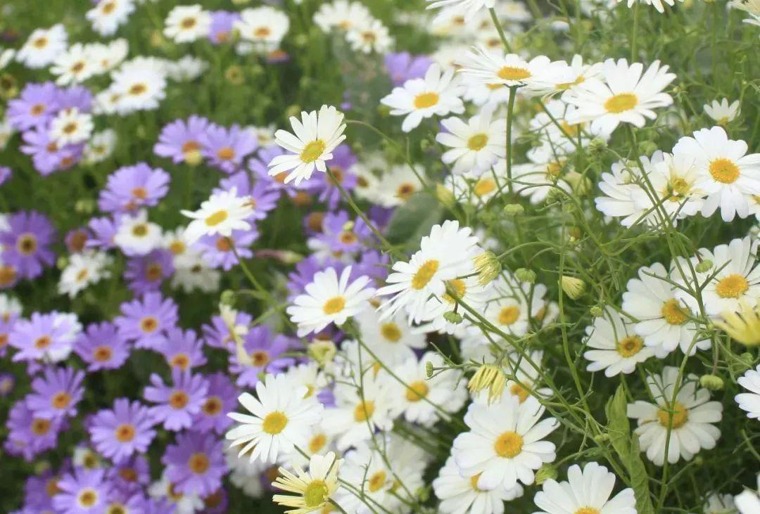 花卉种子的播种方法和注意事项,盆栽花卉种子种植技巧都有哪些