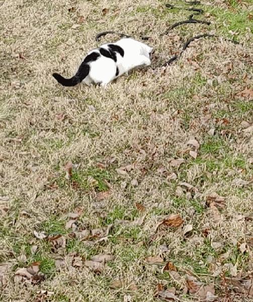 据说养猫超过3年，铲屎官都会变成神经病？