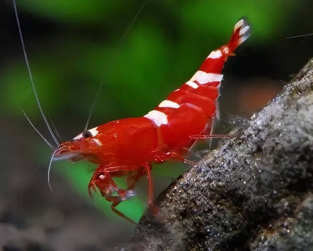 常见的宠物虾,哪种宠物虾比较好养