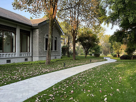 鍒濆涔嬫梾榛勯噾娴峰哺,鍒濆涔嬫梾