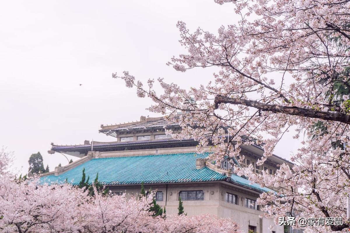 日本口腔医学留学攻略,日本留学吃饭详细攻略