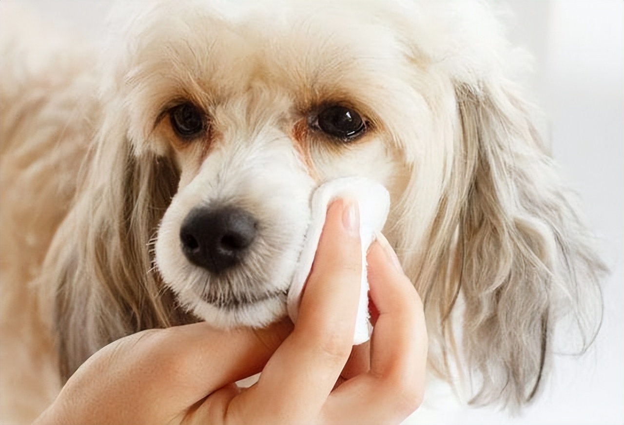 狗狗吃什么能消除泪痕,狗狗吃什么有助于消除泪痕