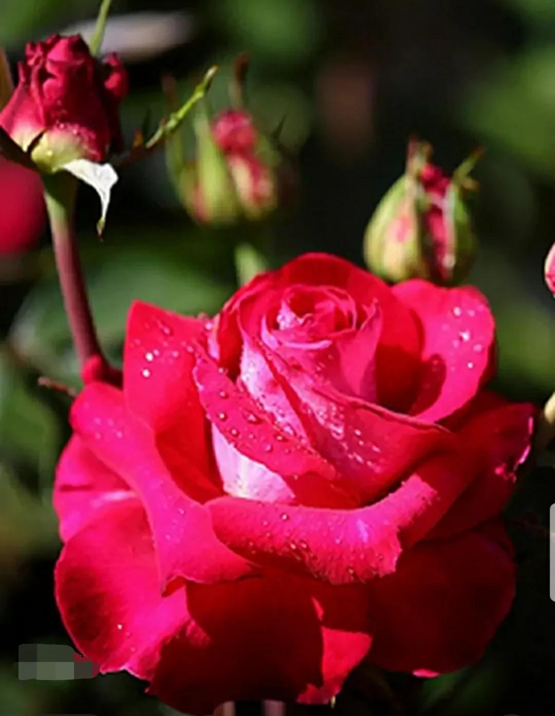 月季蔷薇玫瑰三者的区别图,蔷薇月季玫瑰的区别和联系