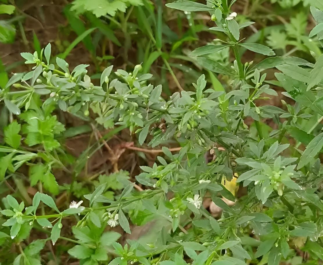 人称“感冒草”，村里村外有不少，识货的人会挖走它，十分珍贵！