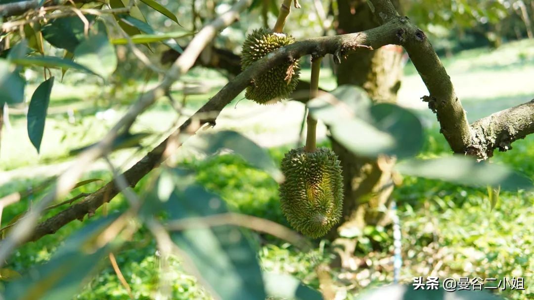 榴莲园带你看越南最美的榴莲,去泰国榴莲园里摘榴莲