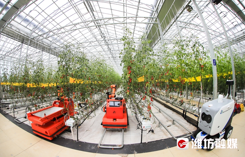 【潍观|菜博会24载“长红”，密码为你解锁】